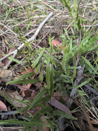 Lindsaea ensifolia observed 2026-09-11