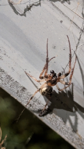 Furrow Orbweaver