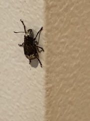 Eurymycter