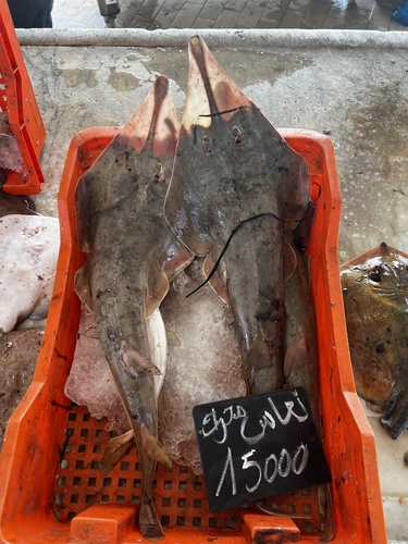 Blackchin Guitarfish