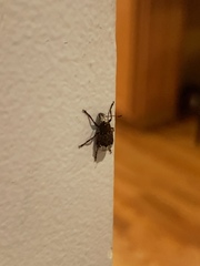 Eurymycter