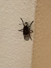 Eurymycter