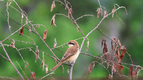 Brown Shrike