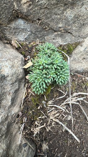 Lanceleaf Stonecrop