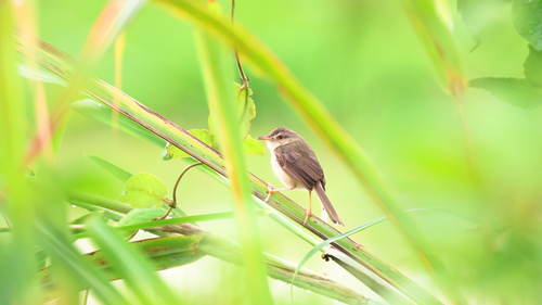 Plain Prinia