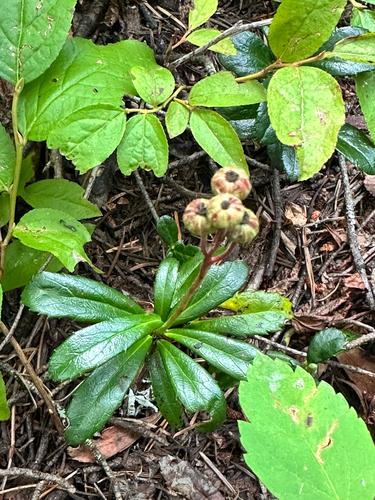 pipsissewa