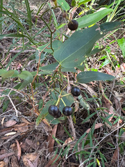 Smilax australis, photograph (c) Rolf Lawrenz, some rights reserved (CC BY)