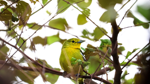 Common Iora