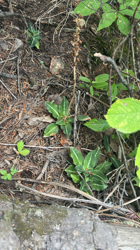 Western Rattlesnake Plantain
