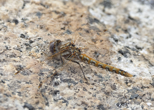 iNaturalist observation photo of Variegated Meadowhawk