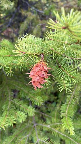 Douglas-fir