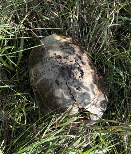 Western Painted Turtle