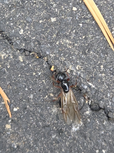 iNaturalist observation photo of Carpenter Ants, Typical Sugar Ants and Allies