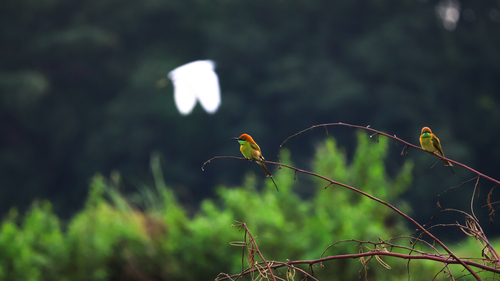 Asian Green Bee-eater