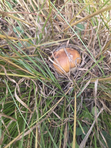 iNaturalist observation photo of Fungi Including Lichens