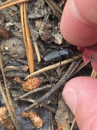 iNaturalist observation photo of Ground Beetles