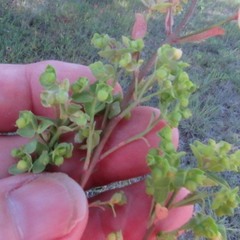 Euphorbia tetrapora