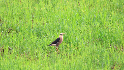 Vinous-breasted Myna