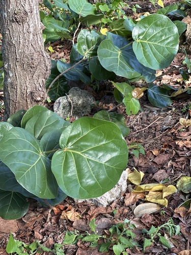 Coccoloba uvifera observed 2026-09-10