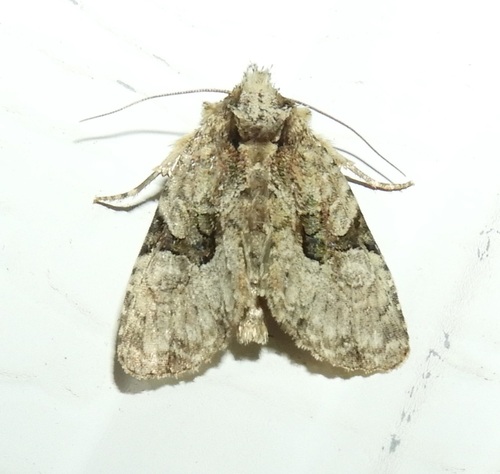 Black-banded Brocade photo 4