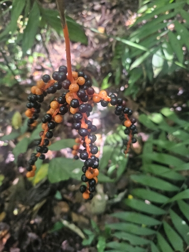 Chamaedorea pinnatifrons, photograph 2
