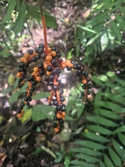 Chamaedorea pinnatifrons, photograph (c) Francisco Emilio Roldán Velasco, some rights reserved (CC BY)