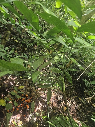 Chamaedorea pinnatifrons, photograph 3