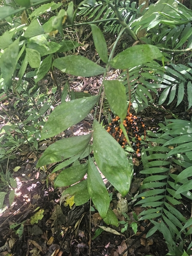 Chamaedorea pinnatifrons, photograph 4