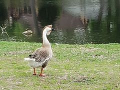 Anser cygnoides domesticus