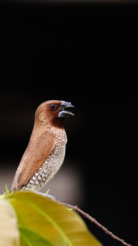 Scaly-breasted Munia