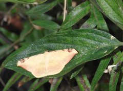 Luxiaria phyllosaria