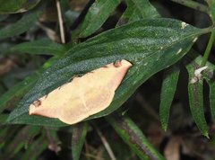 Luxiaria phyllosaria