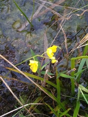 Utricularia