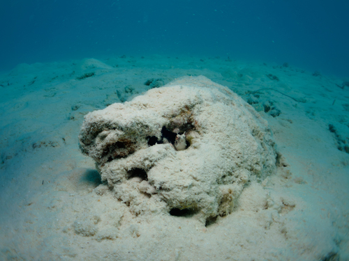 Petroscirtes xestus observed 2026-08-27