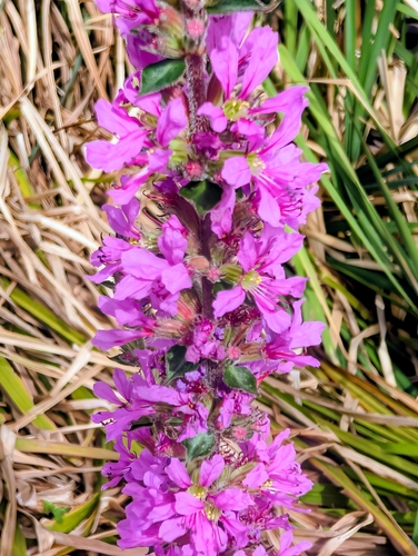purple loosestrife