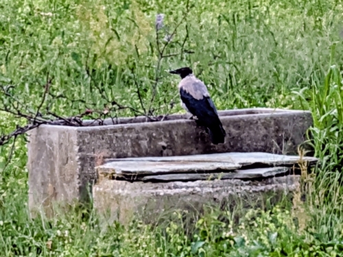 Hooded Crow