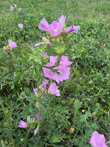 musk mallow