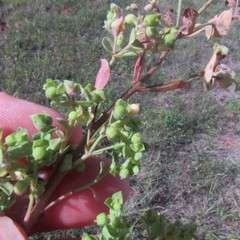 Euphorbia tetrapora