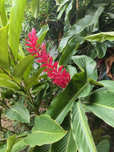 Red Ginger