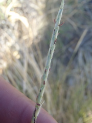 Elionurus barbiculmis