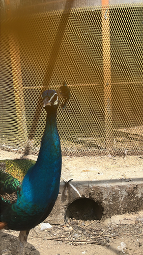 Indian Peafowl