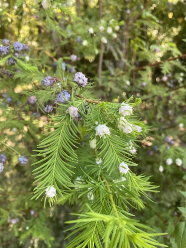 Cypress Twig Gall Midge