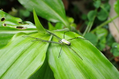 Leucauge blanda