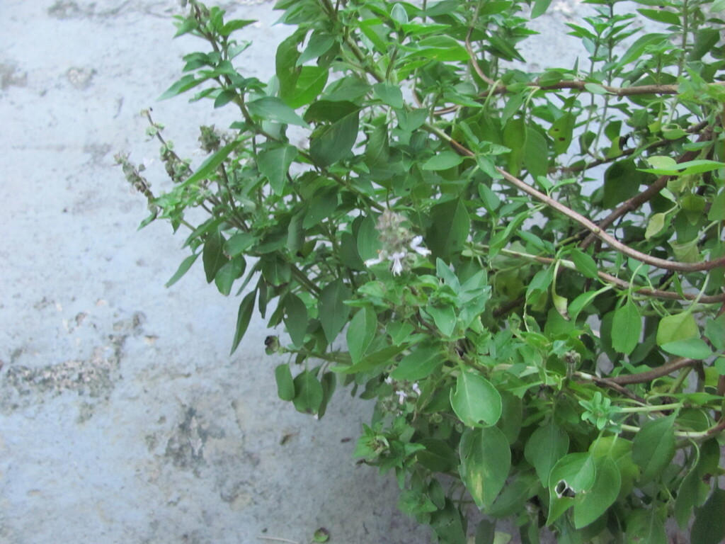 Ocimum basilicum, Estrada do Sítio do Físico, s/n - Ruínas do Sítio do Físico, Parque do Bacanga. - Vila dos Frades - Coroadinho., São Luís - MA, 65000-000, Brasil