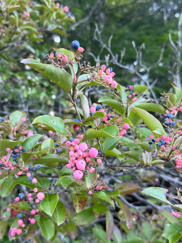 northern wild raisin