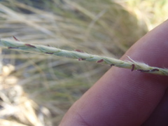 Elionurus barbiculmis