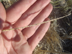 Elionurus barbiculmis