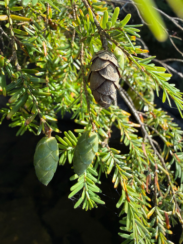 eastern hemlock