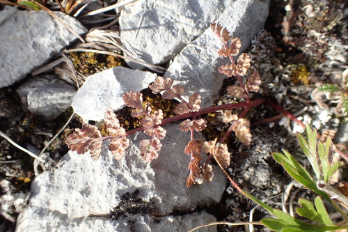 Lomatium martindalei, 2026-09-06