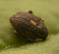 Rhinoncus leucostigma